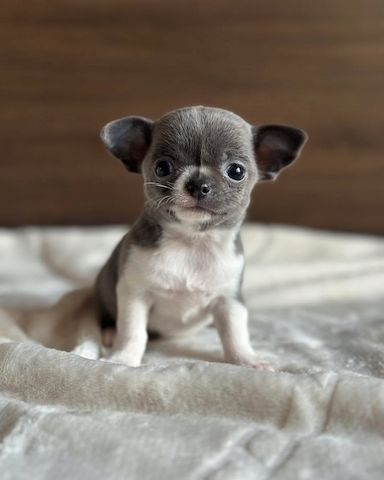 chihuahua