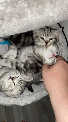 Reinrassige BKH Kitten in Tabby