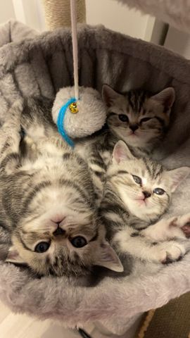Reinrassige BKH Kitten in Tabby