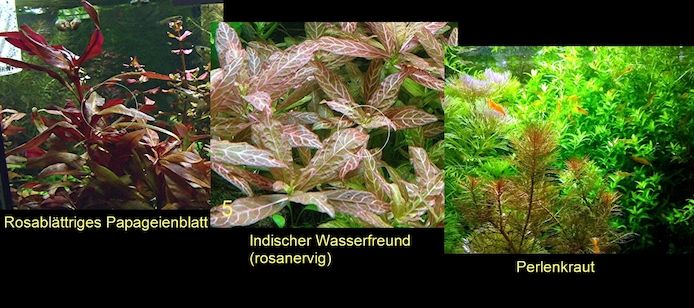 Rosabl. Papageienblatt, ind. Wasserfreund, Perlenkraut (ab 3€)