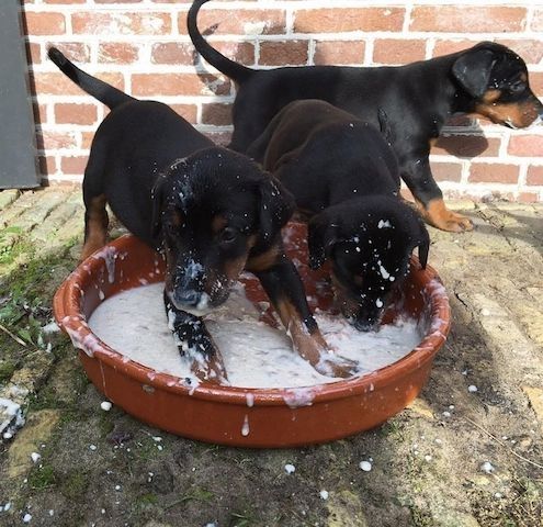 Dobermannwelpen