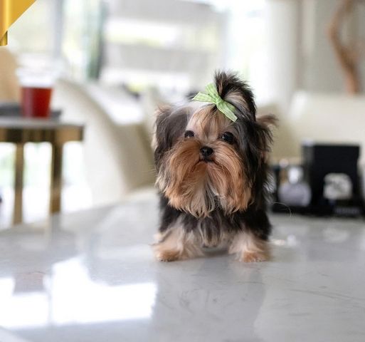 Yorkshire Terrier Welpen aus liebevoller Hobbyzucht
