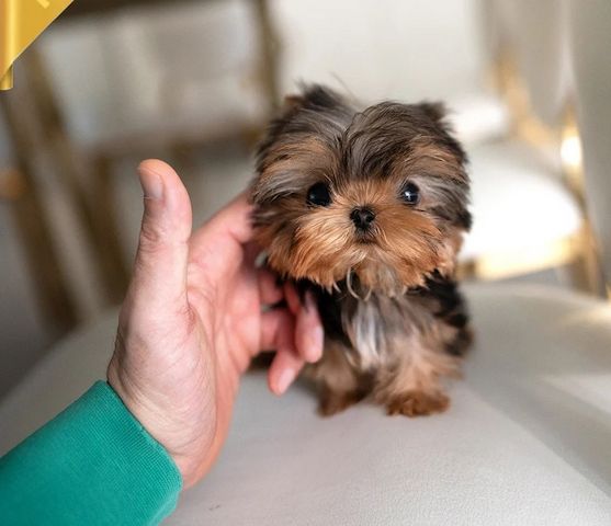 Bildschöne Yorkshire Terrier Welpen