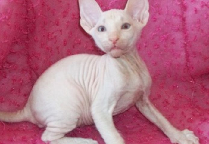 Canadian Sphynx Kitten – verspielt und verschmust