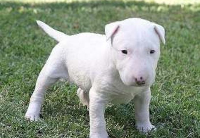 Bullterrier-Welpen mit Papieren zu vermitteln.