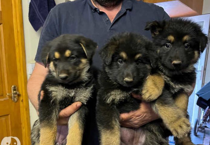 Deutsche Schäferhund-Welpen zu verkaufen.