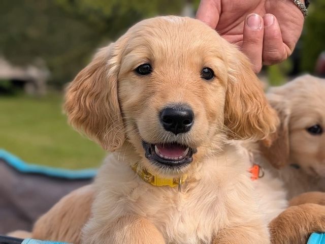 KC-Golden-Retriever – Abgabebereit
