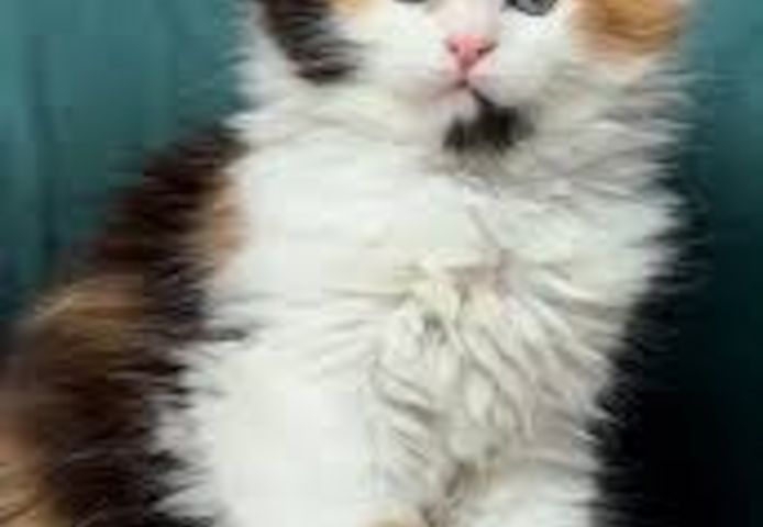 Liebevolle Maine Coon Kitten suchen ein fürsorgliches Zuhause 🐾
