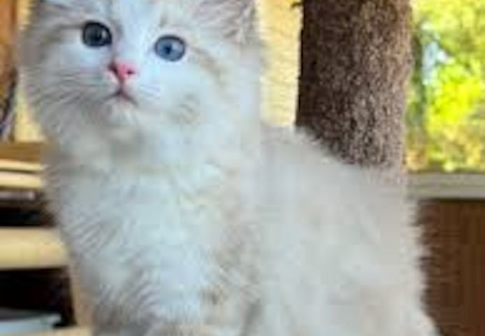 Liebevolle Maine Coon Kitten suchen ein fürsorgliches Zuhause 🐾