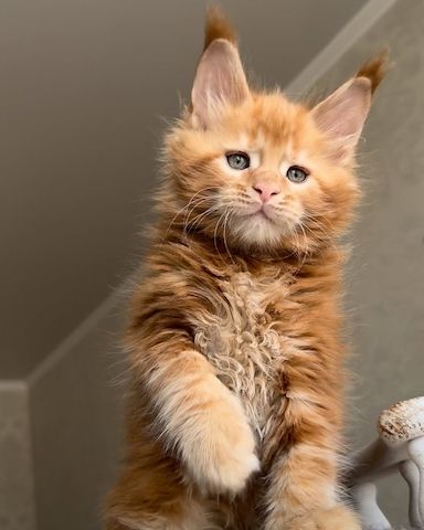 Liebevolle Maine Coon Kitten suchen ein fürsorgliches Zuhause 🐾