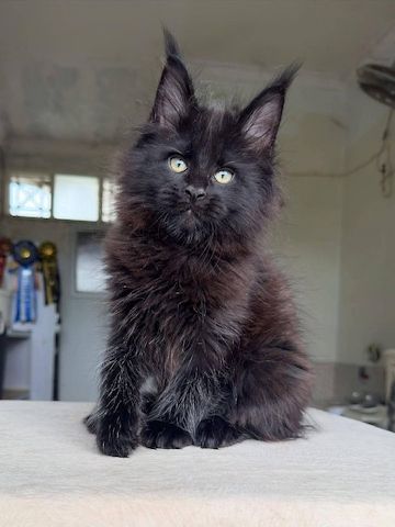 Liebevolle Maine Coon Kitten suchen ein fürsorgliches Zuhause 🐾