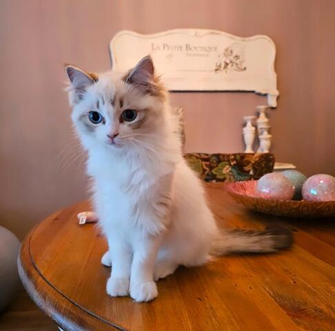 Liebevolle Ragdoll-Kitten aus familiärer