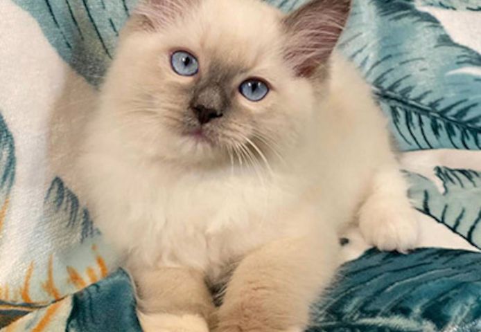 Liebevolle Ragdoll-Kitten aus familiärer