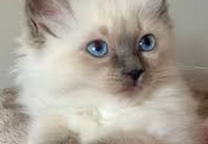 Liebevolle Ragdoll-Kitten aus familiärer