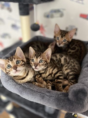 Exklusive Bengal Kitten mit traumhaftem Rosettenmuster – Abgabe ab Ende Juni
