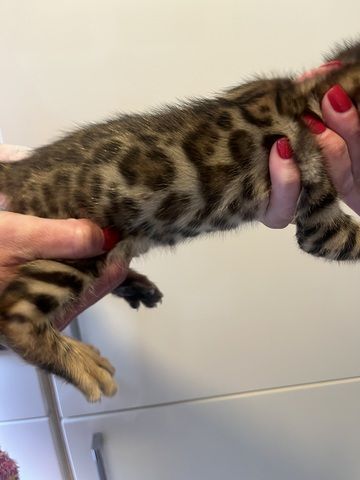Exklusive Bengal Kitten mit traumhaftem Rosettenmuster – Abgabe ab Ende Juni