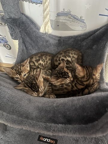 Exklusive Bengal Kitten mit traumhaftem Rosettenmuster – Abgabe ab Ende Juni