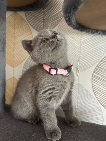 Wunderschöne, kräftige Britisch Kurzhaar-Kitten