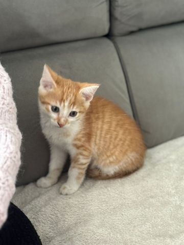 Babykatze zu verkaufen