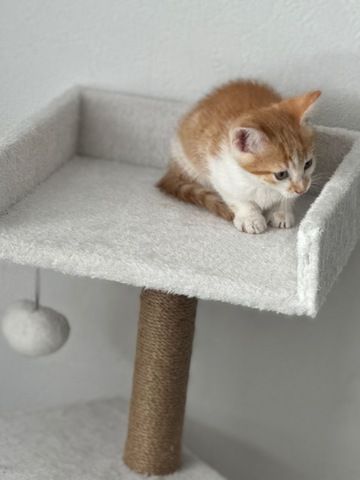 Babykatze zu verkaufen