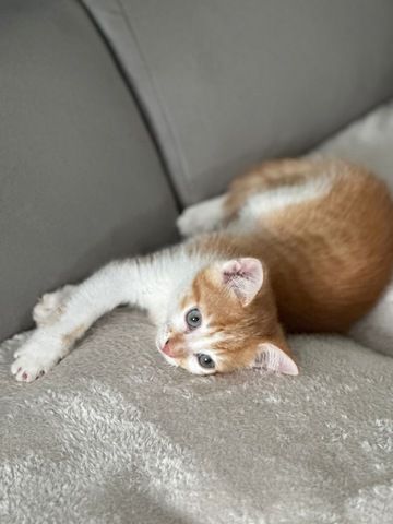 Babykatze zu verkaufen