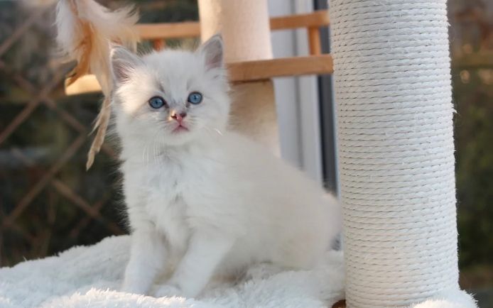 🐾 Wunderschöne Ragdoll-Kätzchen