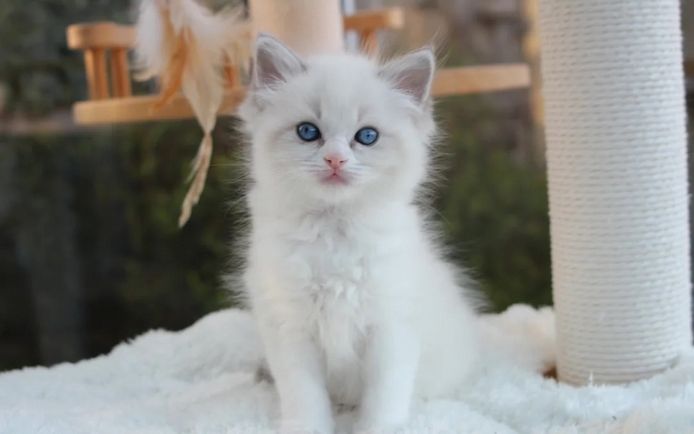 🐾 Wunderschöne Ragdoll-Kätzchen