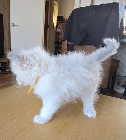 🐾 Wunderschöne Ragdoll-Kätzchen