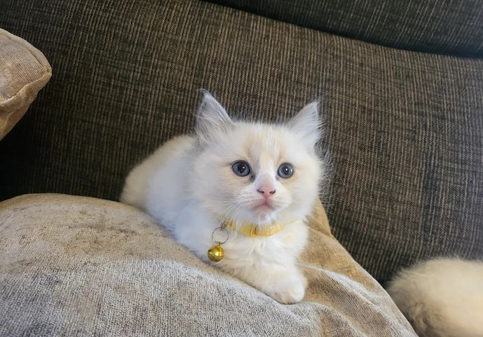🐾 Wunderschöne Ragdoll-Kätzchen