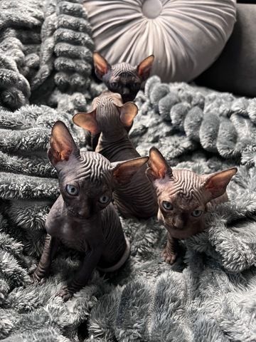 🐈‍⬛Reinrassige kanadische Sphynx Kitten-4 einzigartige 🥰❤️‍🔥Babys suchen liebevolles Zuhause 🐾🏡