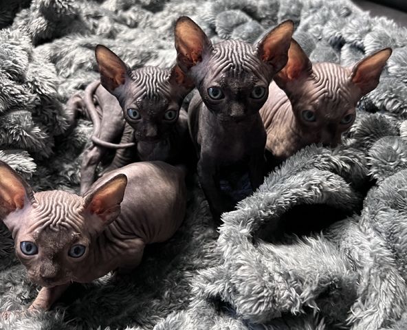 🐈‍⬛Reinrassige kanadische Sphynx Kitten-4 einzigartige 🥰❤️‍🔥Babys suchen liebevolles Zuhause 🐾🏡