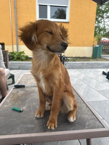Welpe Skiourus (Schon auf Pflegestelle in Deutschland :)