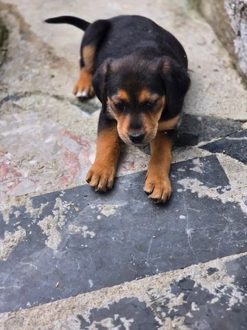 Welpe Cilly (Auch Pflegestelle gesucht)