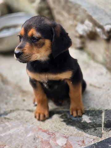 Welpe Cilly (Auch Pflegestelle gesucht)