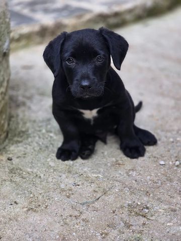 Welpe Colin (Auch Pflegestelle gesucht)