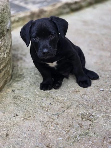 Welpe Colin (Auch Pflegestelle gesucht)