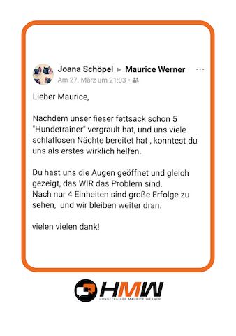 Professionelles Hundetraining – Persönlich oder auch via Video