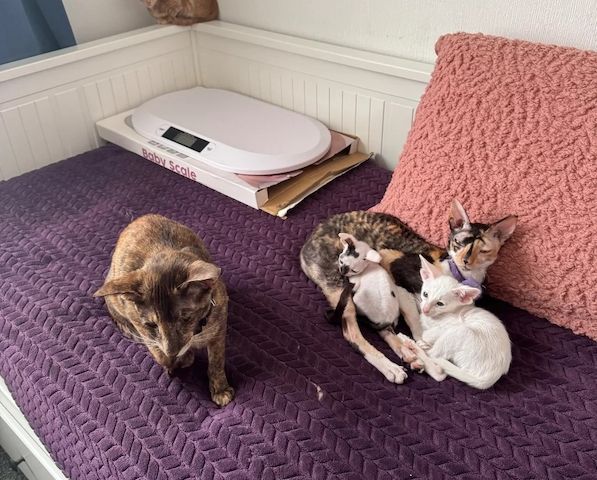wunderschönen Cornish Rex-Kätzchen