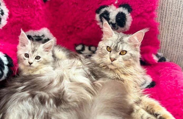 Maine-Coon-Kätzchen ab sofort abgabebereit
