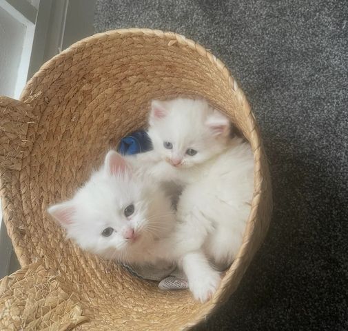 4 wunderschöne türkische Angorakatzen