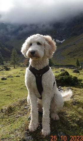 Goldendoodle F1b Welpen F1bb apricot, fawn hell dunkel