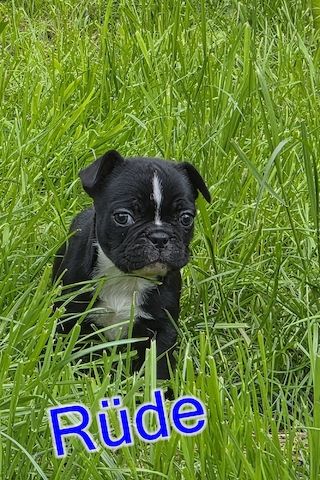 Französische Bulldoggen Welpen