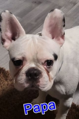 Französische Bulldoggen Welpen