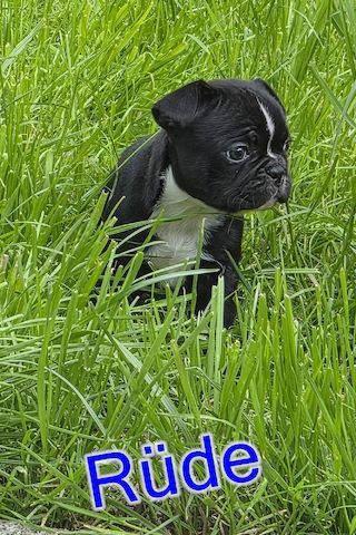 Französische Bulldoggen Welpen