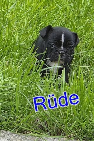 Französische Bulldoggen Welpen