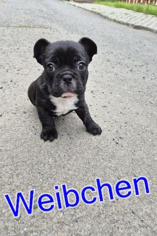 Französische Bulldoggen Welpen
