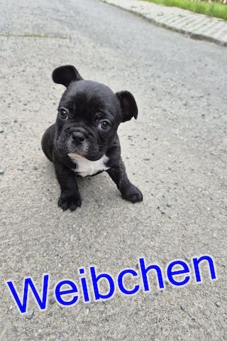 Französische Bulldoggen Welpen