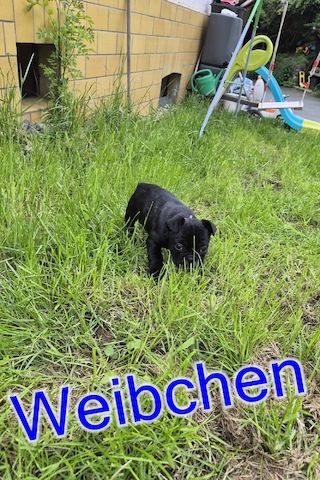 Französische Bulldoggen Welpen