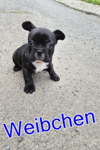 Französische Bulldoggen Welpen