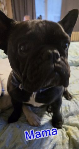 Französische Bulldoggen Welpen